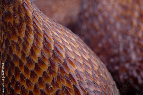 Ripe snake fruit or salak on blue background photo