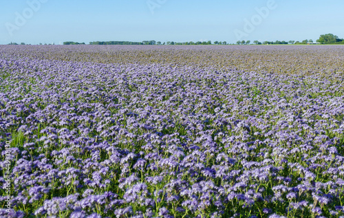 Wallpaper Mural Phacelia flower meadow Torontodigital.ca