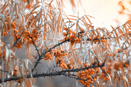 tree, nature, forest, leaf, leaves, trees