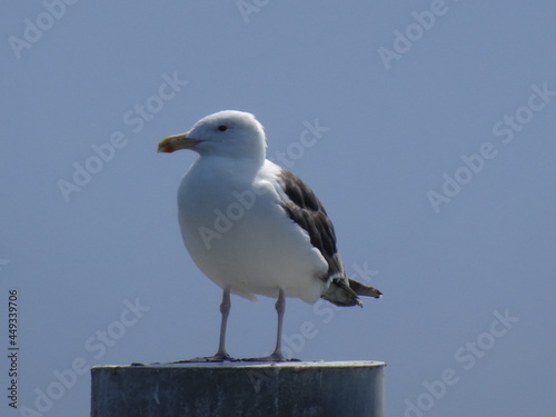 Seagull on a pier in Germany 