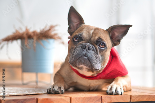 Cute curious French Bulldog dog with pointy ears wearing a red neckerchief while lying down © Firn