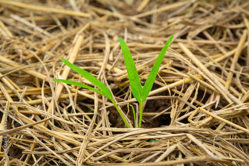 The seedling of Morning glory or Water spinach with dry rice straw cover the soil The seedling of Morning glory or Water spinach with dry rice straw cover the soil