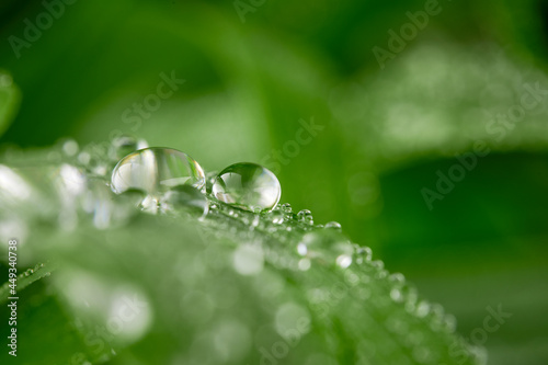 green leaves and water drops