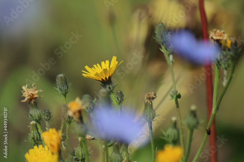 flower, nature, garden, blossom, bloom, summer, yellow, beauty, flora, orange, macro, color, botany