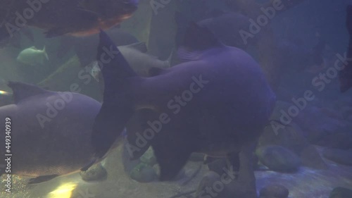 several paco fish swimming in the aquarium of the Huachipa zoo at daytime in 4k photo