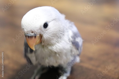 bird of prey
