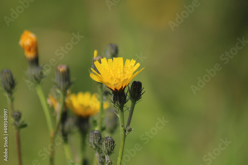 flower, nature, garden, blossom, bloom, summer, yellow, beauty, flora, orange, macro, color, botany