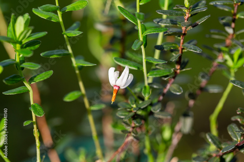 Fototapeta Naklejka Na Ścianę i Meble -  close-up of a garden flower Vaccinium macrocarpon in the garden