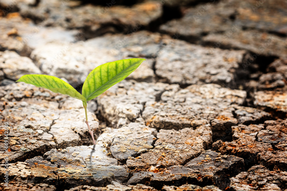 Young Green Plant Growing up on Crack soil Earth, New life and new hope for new generation of environment concept Young Green Plant Growing up on Crack soil Earth, New life and new hope for new generation of environment concept