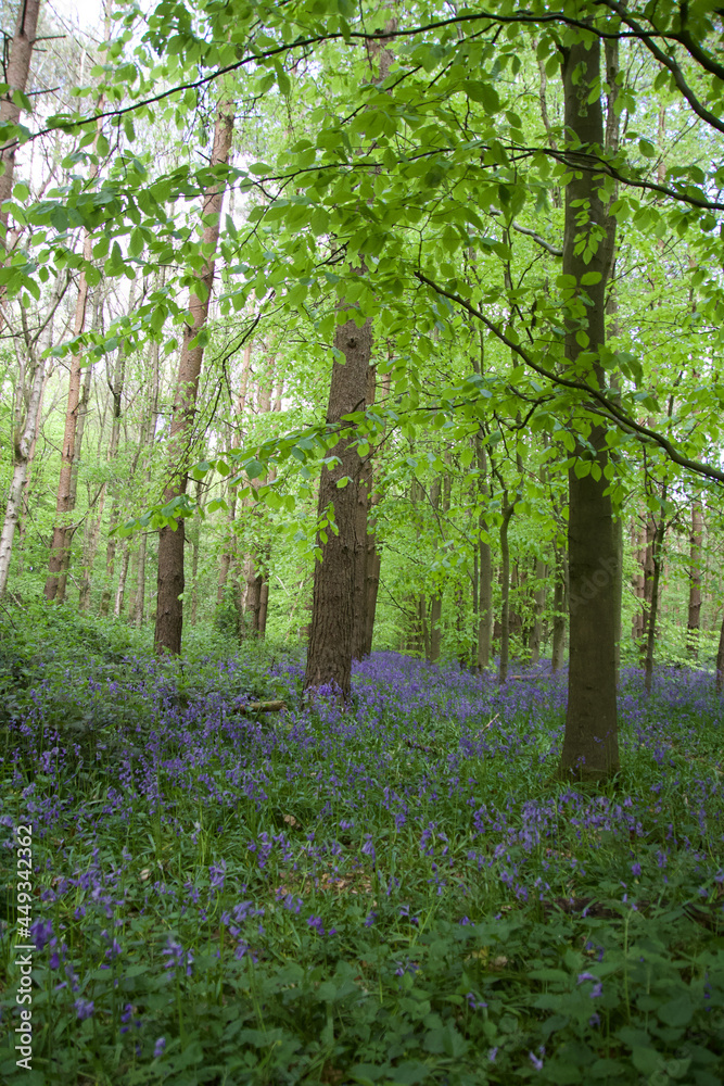 Bluebell's forest, trees in the forest in a spring day in the United Kindom, forest in spring
