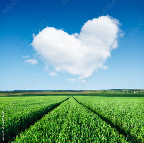 Wheat field and rows. Agricultural landscape. A cloud in the shape of a heart...
