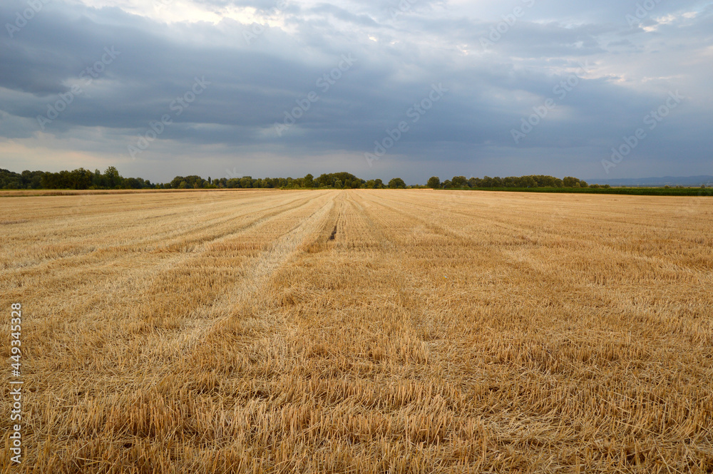 harvested wheat field in sunlight with stormy sky in the background