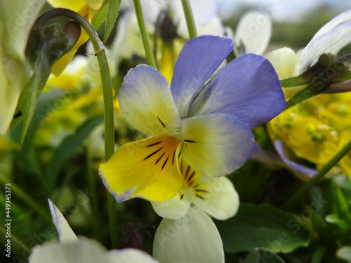Nature, sun, birds and flowers