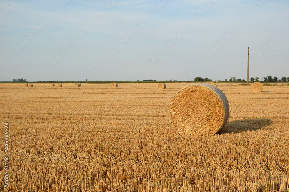 golden straw bales in sunlight in the harvested wheat field