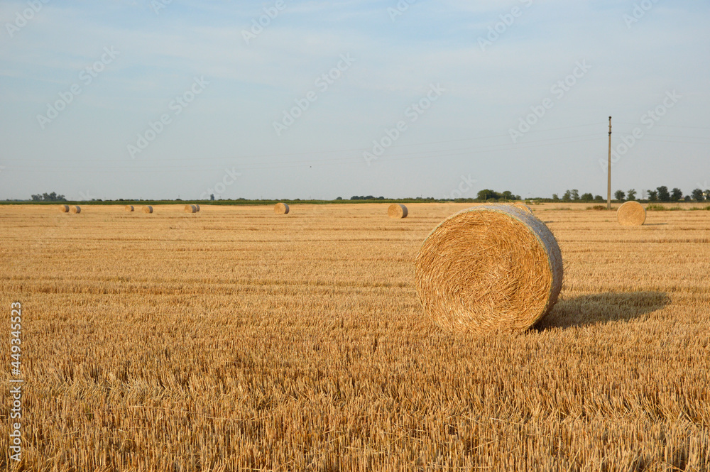 Fototapeta premium golden straw bales in sunlight in the harvested wheat field