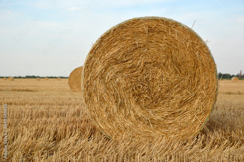golden straw bales in sunlight in the harvested wheat field golden straw bales in sunlight in the harvested wheat field