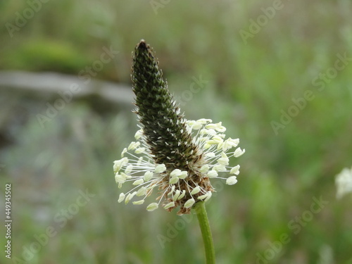 Nature, sun, birds and flowers
