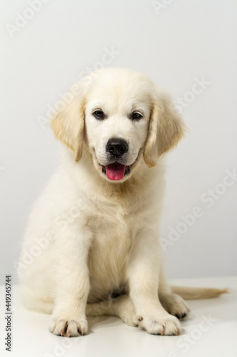 Golden Retriever Puppy (10 weeks) white background © bokorben