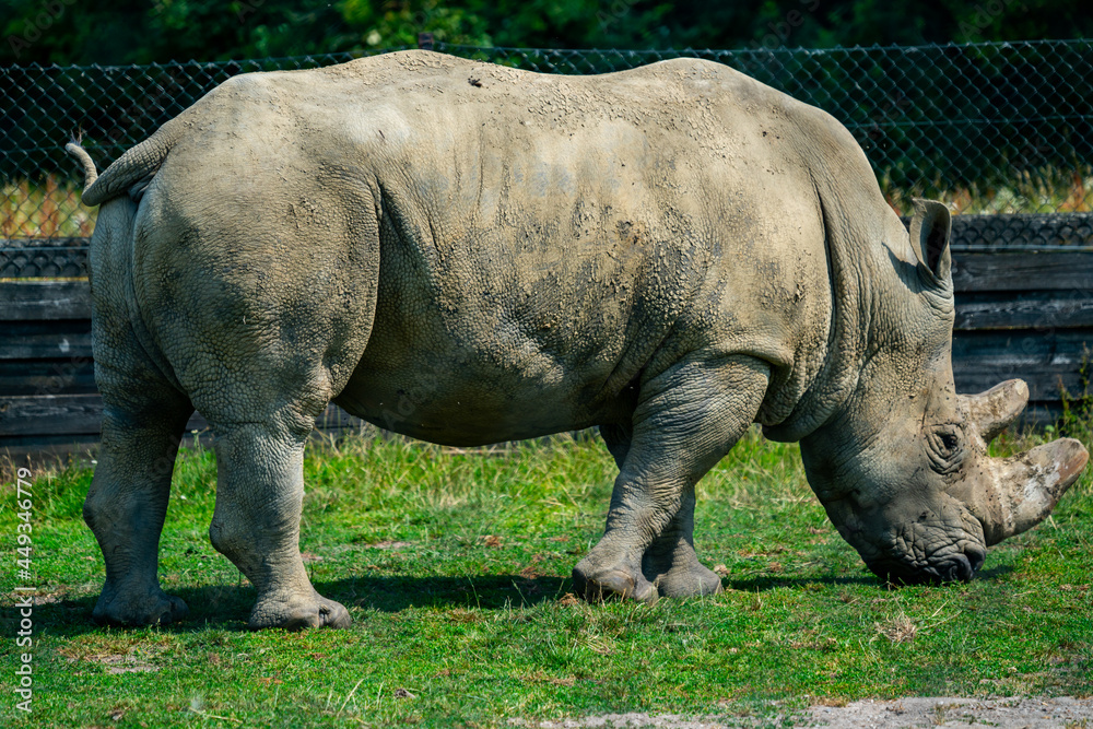 White Rhinoceros or White Rhino grazing peacefully in a wilderness park savanna. White Rhinoceros or White Rhino grazing peacefully in a wilderness park savanna.
