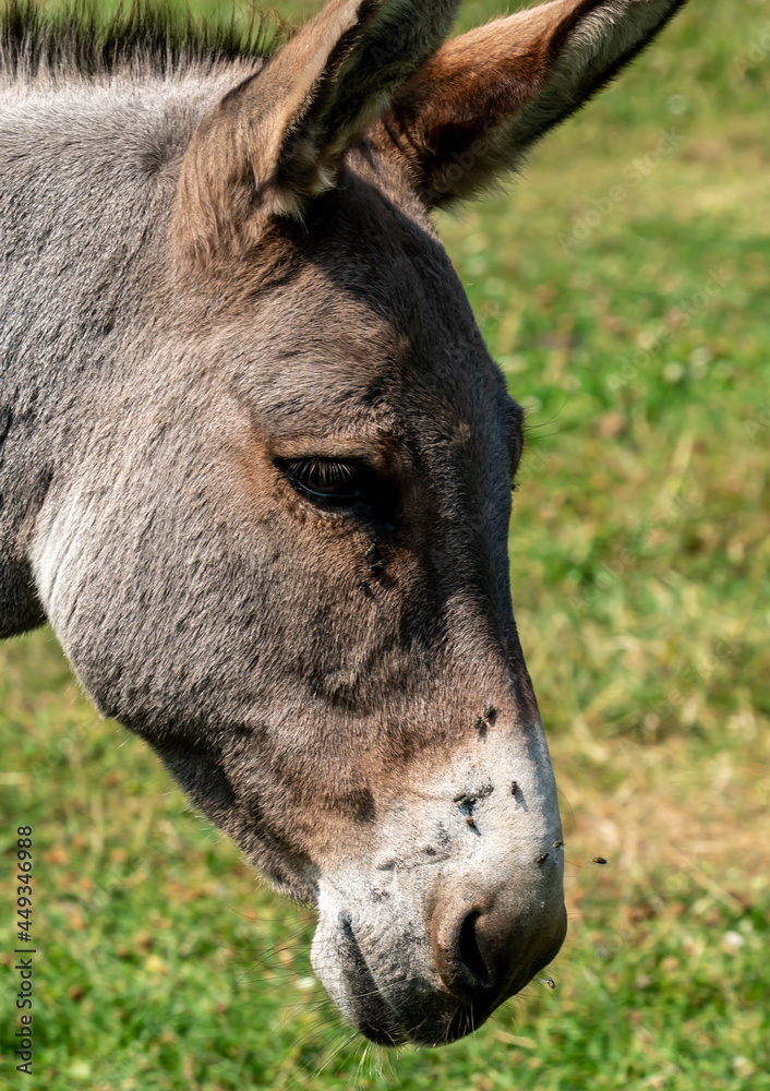 Fototapeta premium Close up of a wild Donkey grazing on a field.