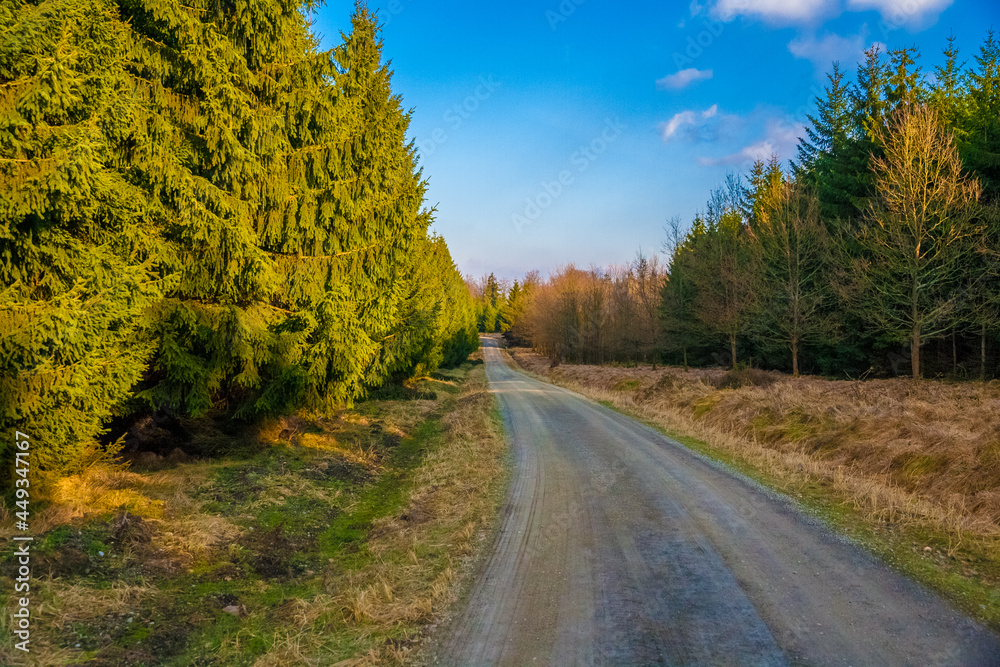 Lovely view of a walk way through the forest park Reinhardswald on a sunny winter day with a blue sky. On the right is a row of conifer trees. This woodland area is in the Weser Uplands in Germany.