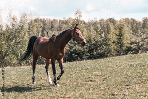 Beautiful horse walking on the field or pasture.Brown Horse Animal Field spring summer Landscape.Sunny day.Toned.
