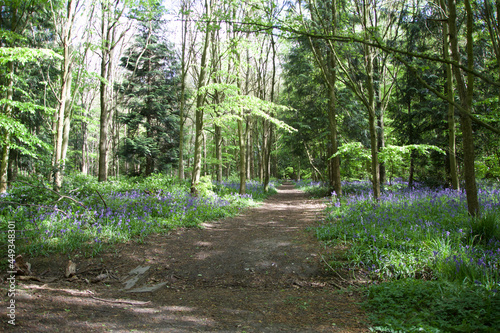 Bluebell's forest, trees in the forest in a spring day in the United Kindom, forest in spring