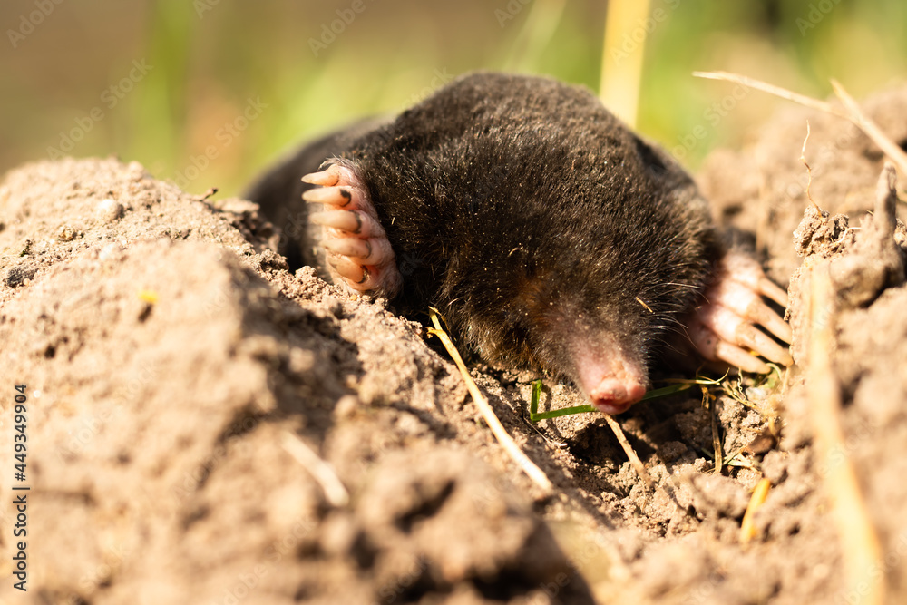 mole lies on the street, black skin, without eyes