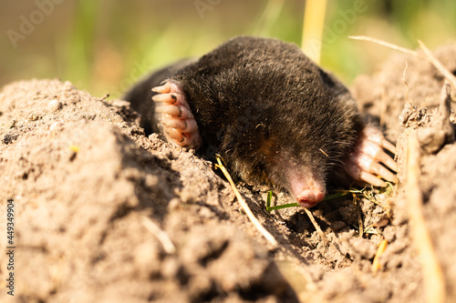 mole lies on the street, black skin, without eyes