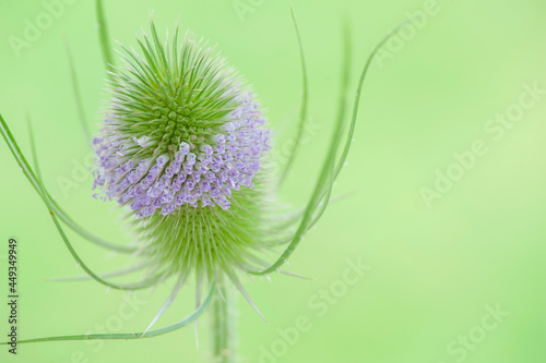 Flower of a wild teasel on a green blurred background.
