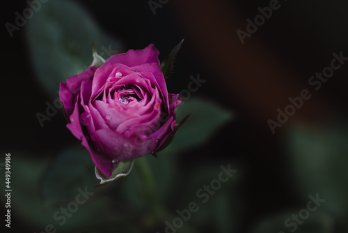 Closeup of blooming purple rose with rain drop on its petals in blurred background. Romantic and love concept. Can use as background.