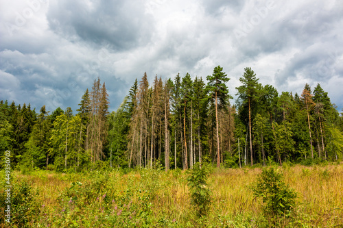 Thickening clouds over the coniferous forest at the edge of the field