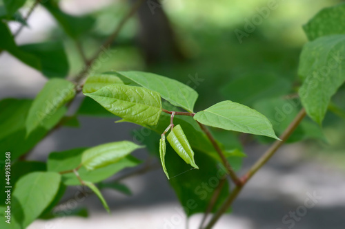 Wallpaper Mural Japanese knotweed Torontodigital.ca