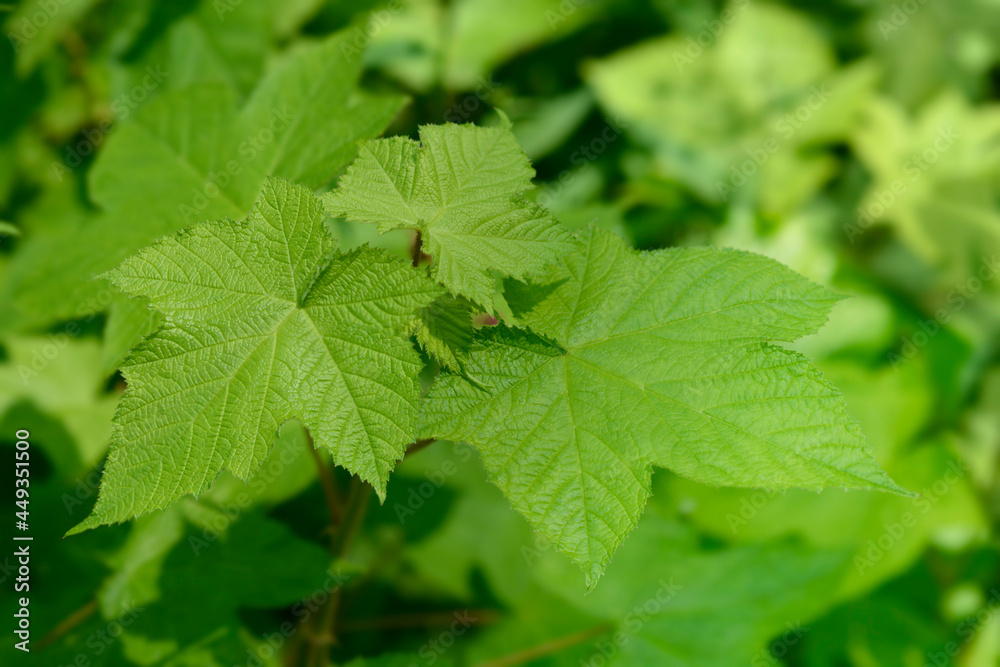 Flowering raspberry Flowering raspberry