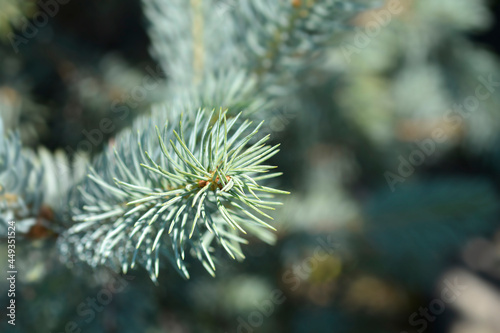 Colorado blue spruce Iseli Fastigiate