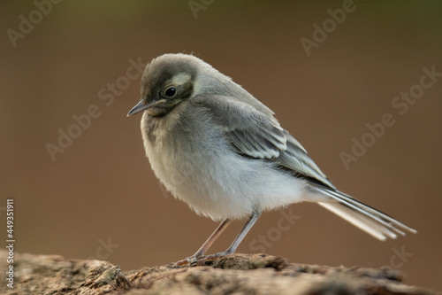 bird Juvenile photo