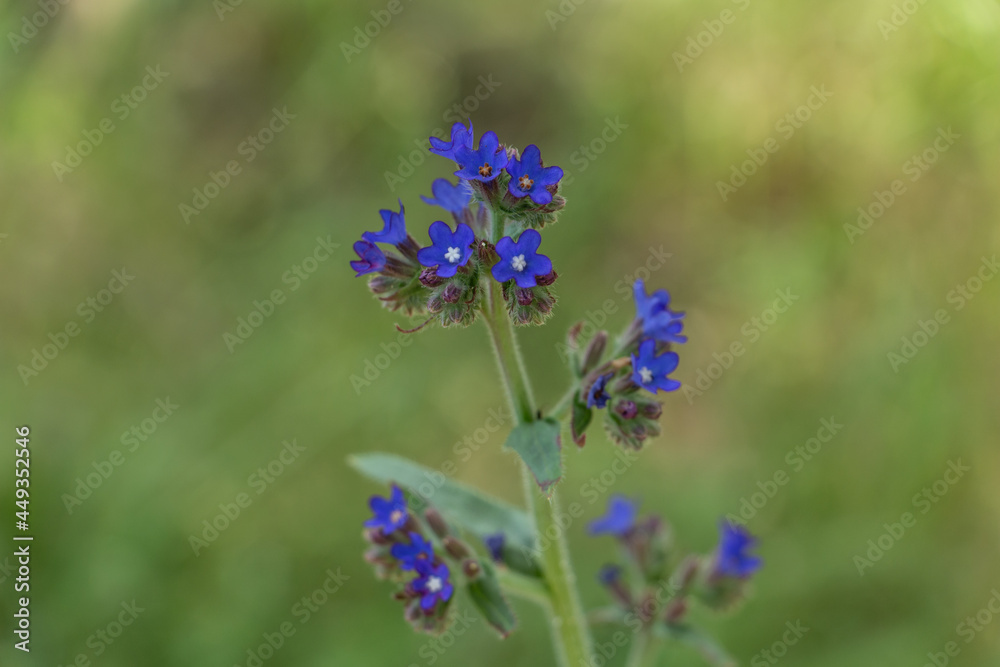 Bugloss, a bristly plant of the borage family, with bright blue flowers Bugloss, a bristly plant of the borage family, with bright blue flowers