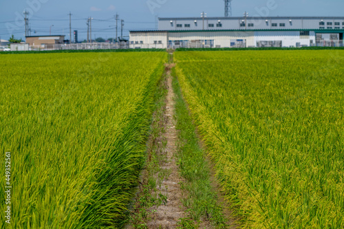 石川県白山市の田んぼの中に自然や動物がある風景 Landscape with nature and animals in rice fields in Hakusan City, Ishikawa Prefecture. photo