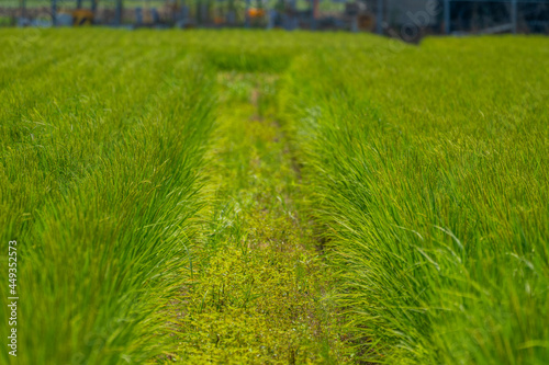 石川県白山市の田んぼの中に自然や動物がある風景 Landscape with nature and animals in rice fields in Hakusan City, Ishikawa Prefecture.