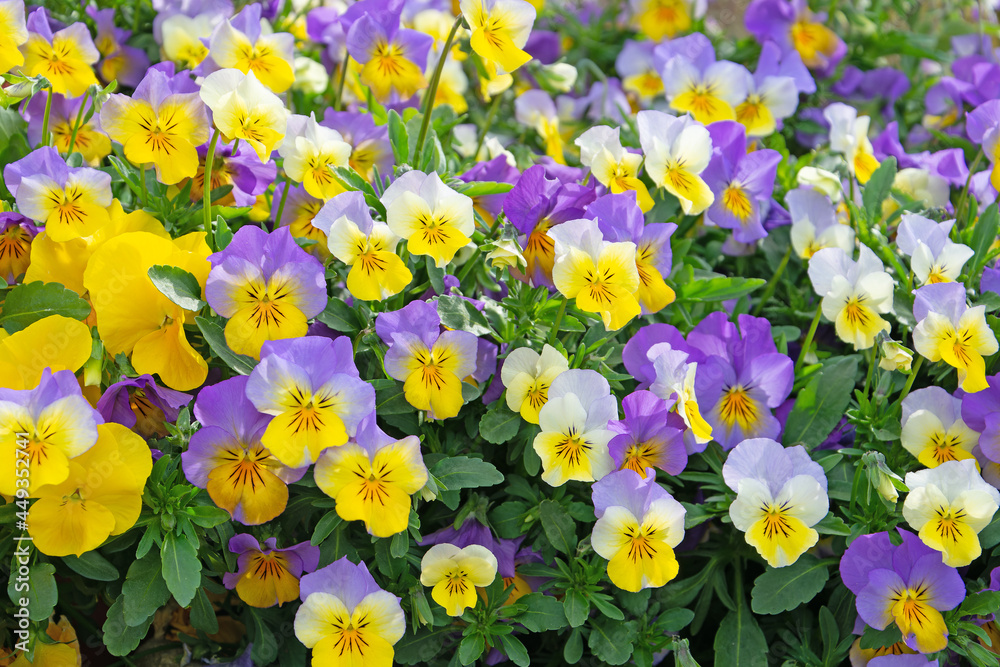 Blühende Hornveilchen, Viola cornuta, im Frühling Blühende Hornveilchen, Viola cornuta, im Frühling
