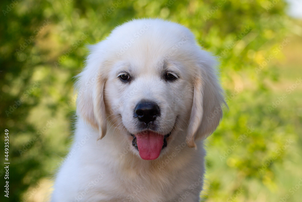 Golden Retriever Puppy (8 weeks) smiling in nature Golden Retriever Puppy (8 weeks) smiling in nature