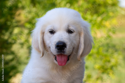 Golden Retriever Puppy (8 weeks) smiling in nature