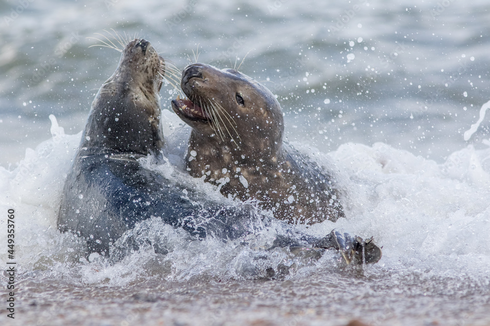 Obraz premium Animal attack. Dynamic action animal image of seals fighting in the water