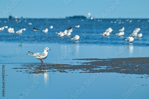 seagulls on the beach