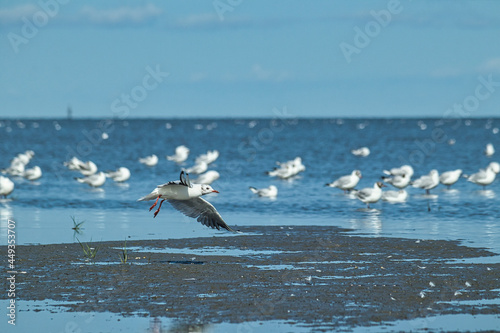 seagulls in flight