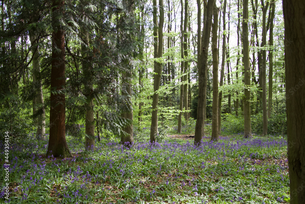 spring in the forest