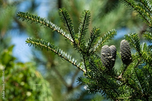 Young blue cones on branch of Abies koreana Silberlocke fir on blurred background of evergreen plants and blue summer sky Selective focus. Close-up. Green and silver needles on Korean fir. photo