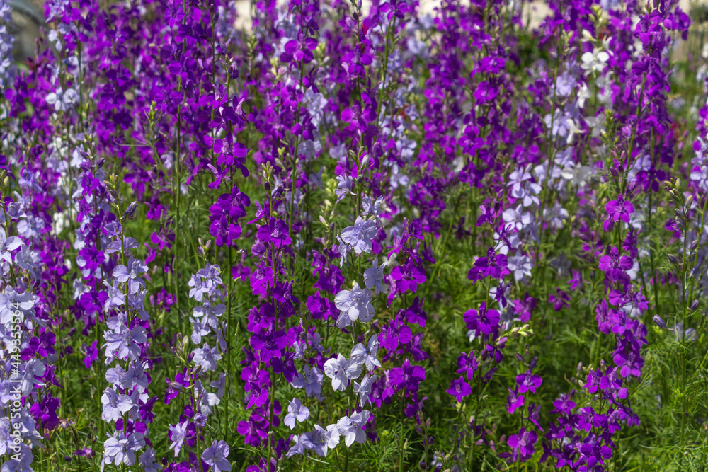 Delphinium blooms in the garden, bright blue, purple flowers