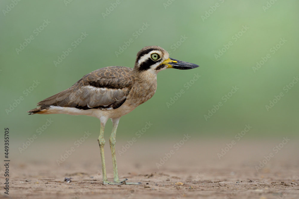 Obraz premium great stone-curlew or thick-knee (Esacus recurvirostris) funny grey bird with big eyes and large beaks standing on clean dirt in open land