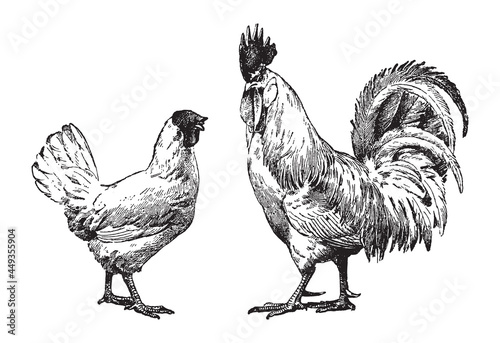 Chicken rooster and hen - vintage engraved vector illustration from Larousse du xxe siècle